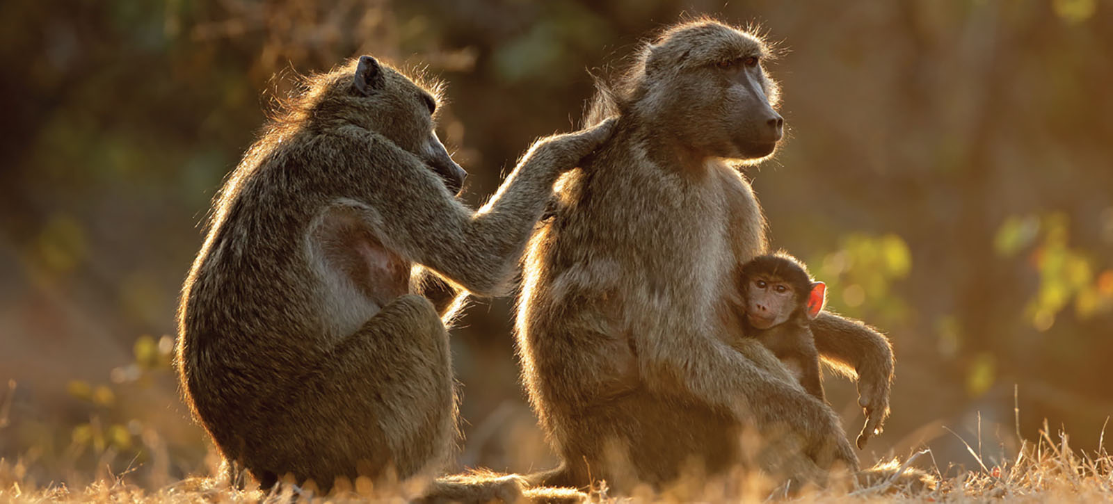Two chacma baboons with their offspring clinging to their bellies are in the Namib Desert.