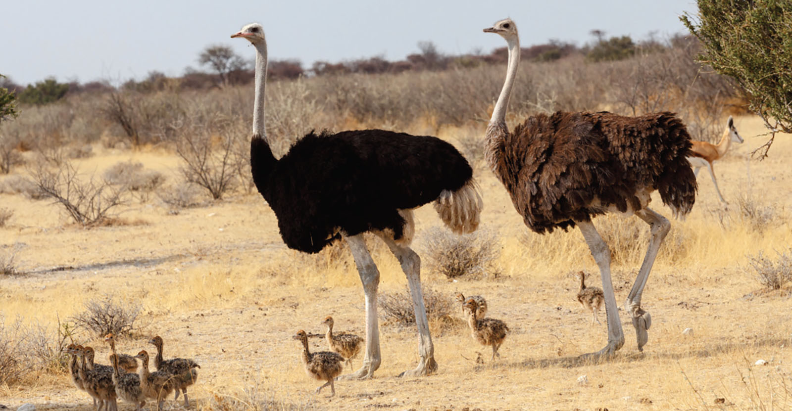Two ostriches and their chicks walk past patches of desert bushes in the Namib Desert.