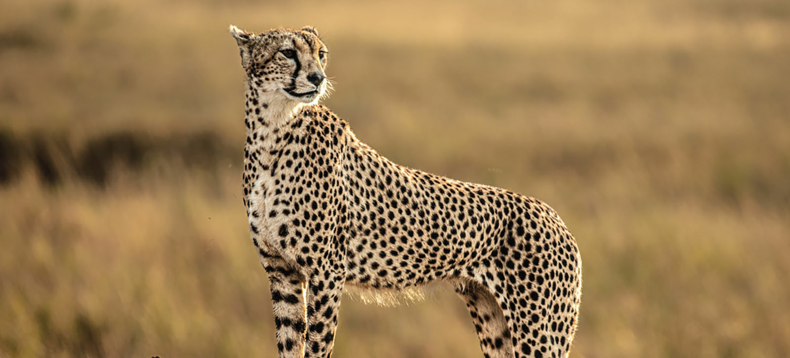 A cheetah in the savannah.