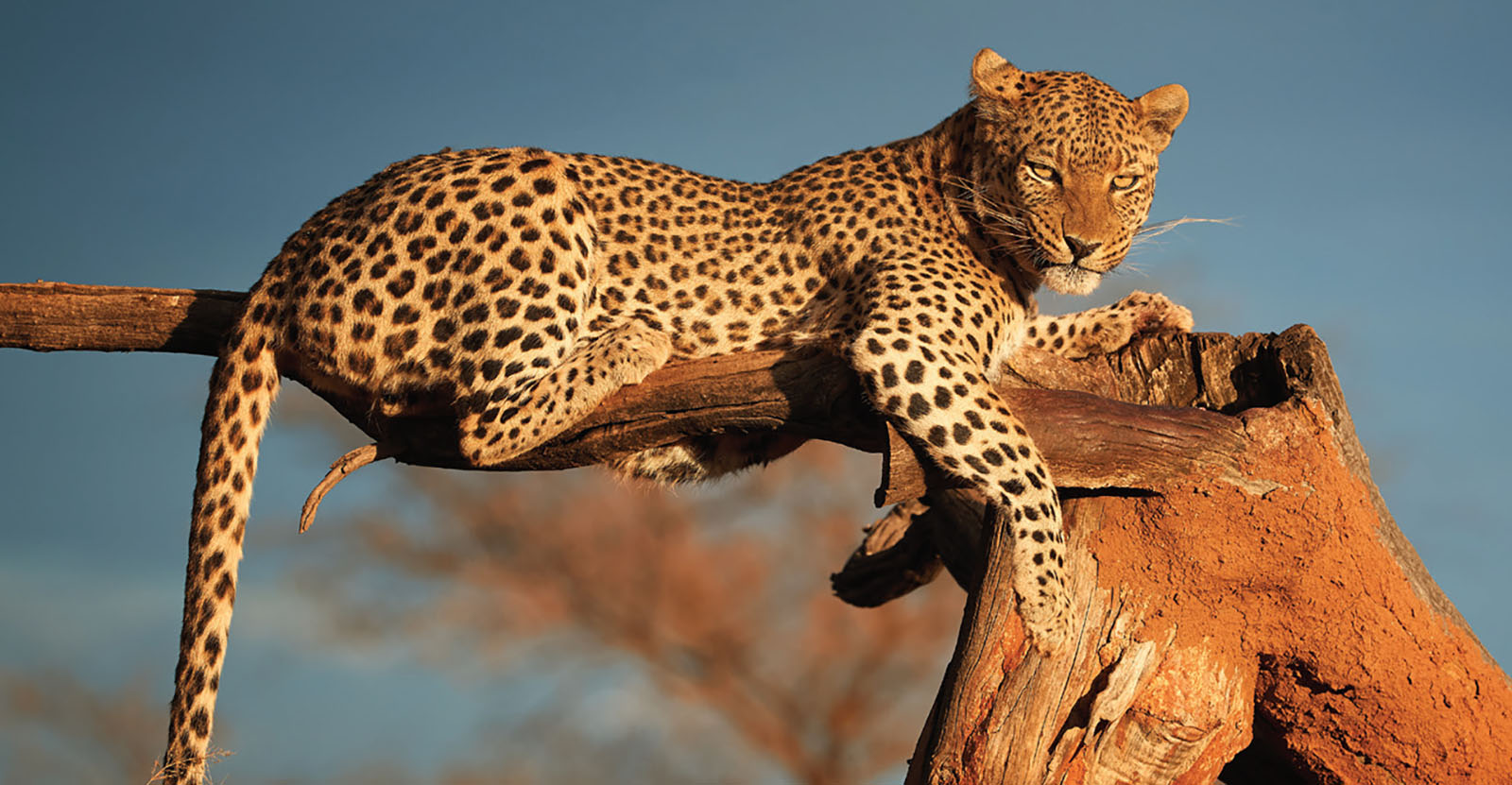 A leopard lounges on a horizontal piece of branch.
