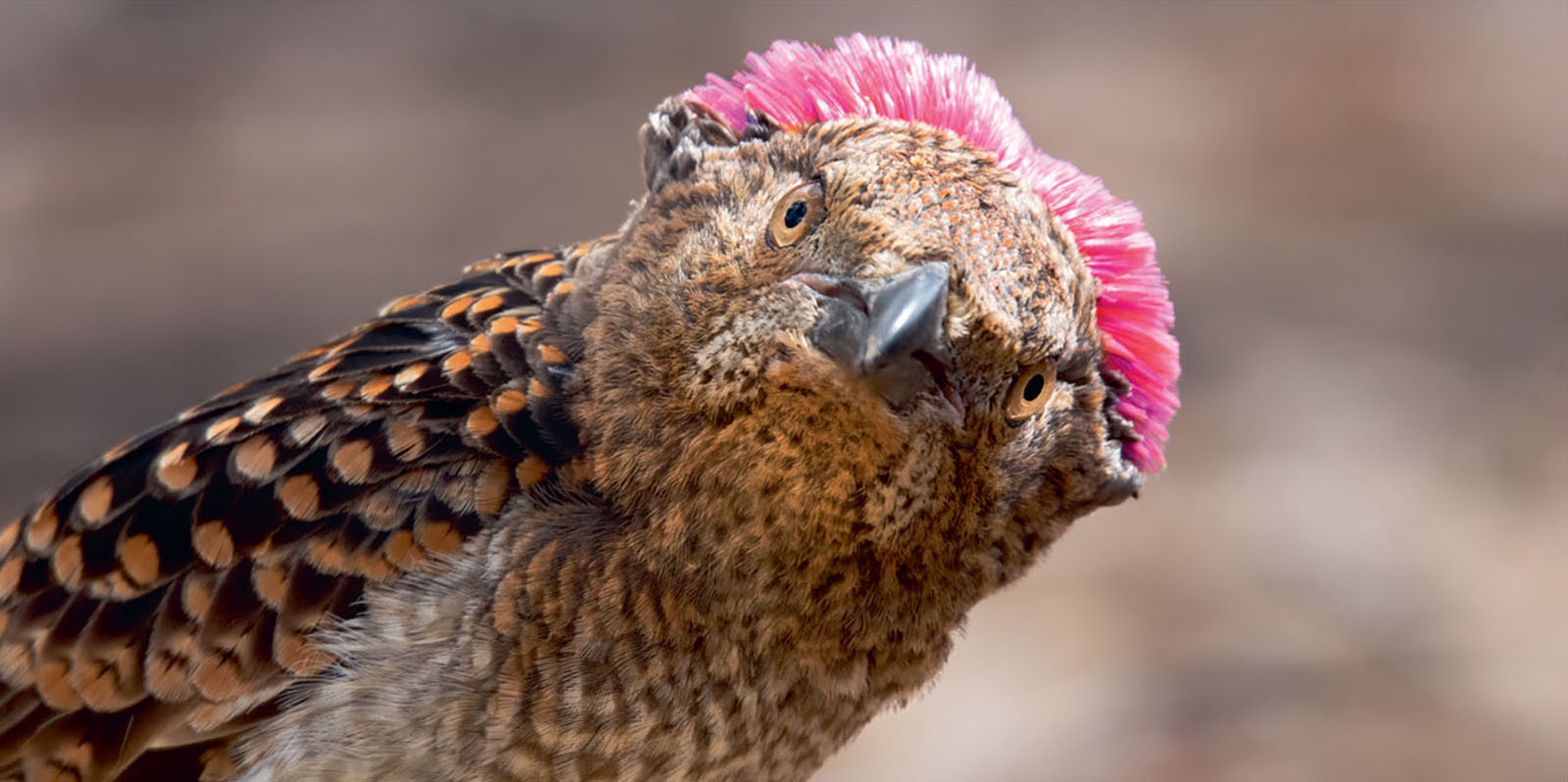 A spotted bowerbird with a bright pink crest plumage.