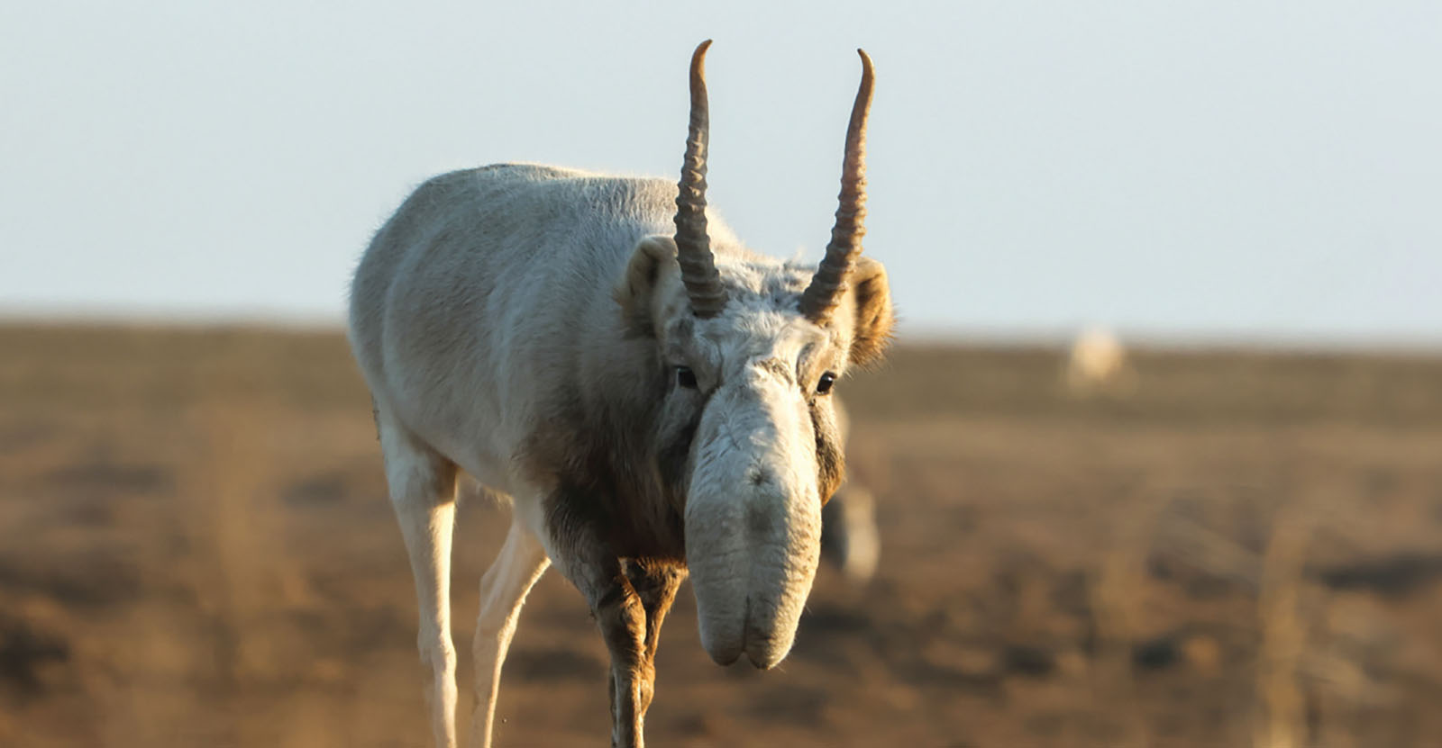 A Saiga antelope with a large nose and long, thin horns in a grassland.