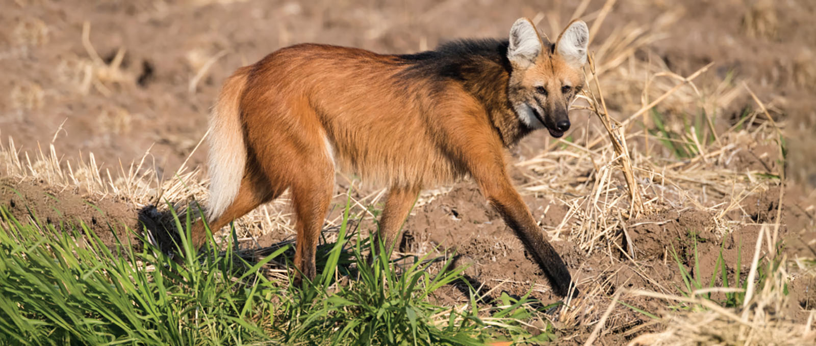 A maned wolf walks across a grassland.