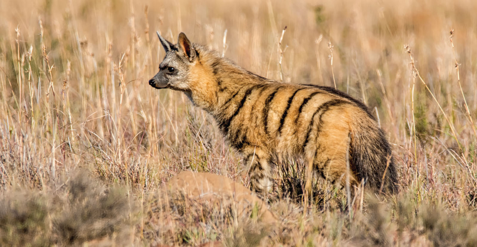 An aardwolf with stripes walks across a grassland.
