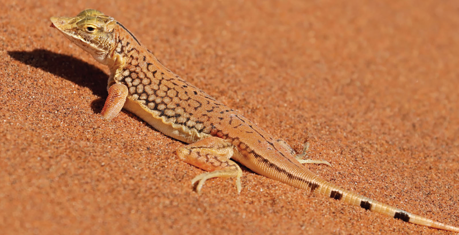 A shovel-snouted lizard in a desert with its front paws buried in the sand.