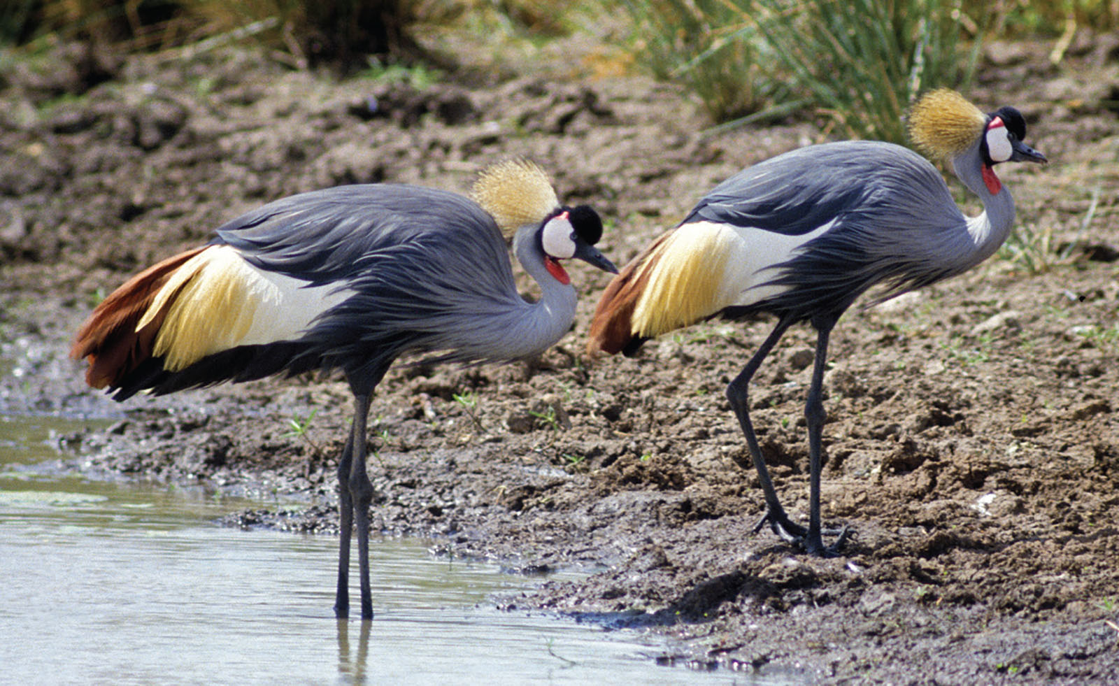 Two black-crowned cranes are on the banks of a pond.