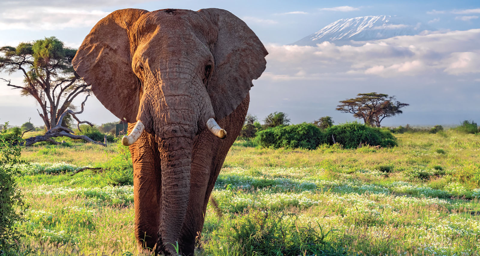 An African elephant in a savannah.