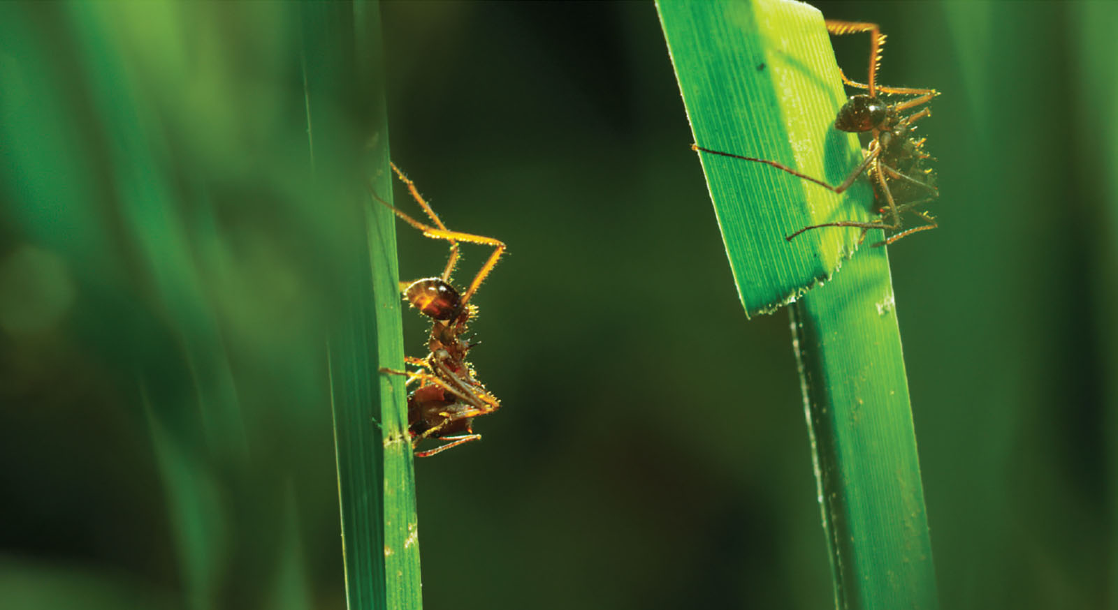 Two grasscutter ants on leaf blades.