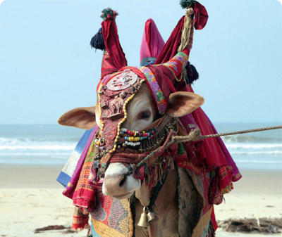 1.4a–b Cows are revered in India but may also be allowed to die from starvation rather than be euthanased.